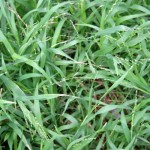Picture of Veldt Grass