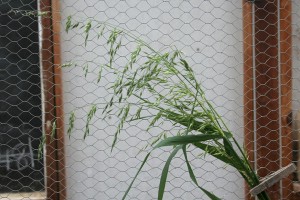 Ehrharta longiflora