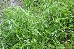 Winter Grass growing in the corner of the lawn