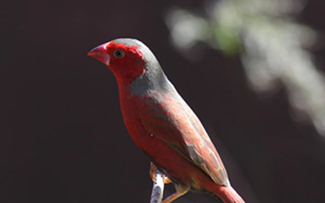 Crimson Finch Photos