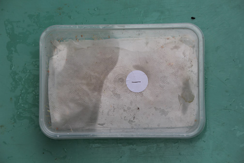 If you are doing more than one sample mark the container with a label to show which sample, is a good idea.